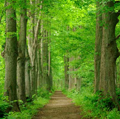 Basswood forest in Northern Minnesota